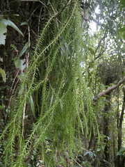 Tmesipteris