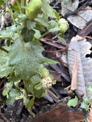 Rhopalomyia californica