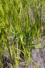 Zantedeschia albomaculata