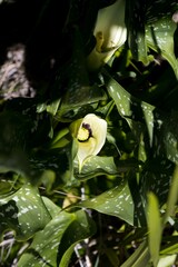 Zantedeschia albomaculata