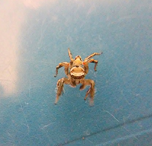 Aztec Paradise Spider