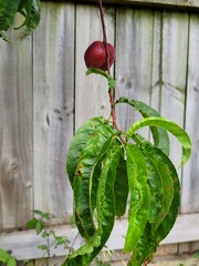 Prunus persica nucipersica