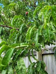 Prunus persica nucipersica