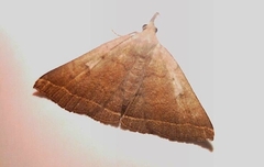Pechipogo plumigeralis