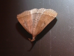 Pechipogo plumigeralis