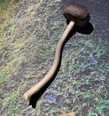 Cyanula
