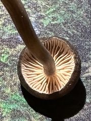 Cyanula