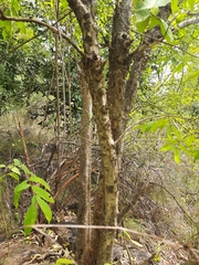 Wrightia tinctoria