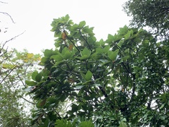 Artocarpus treculianus