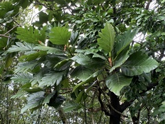 Artocarpus treculianus