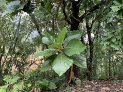 Artocarpus treculianus