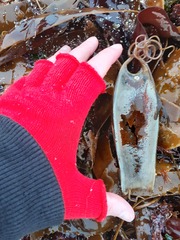 Scyliorhinus stellaris