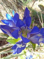 Gentiana spathacea