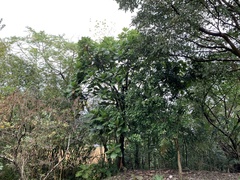 Artocarpus treculianus