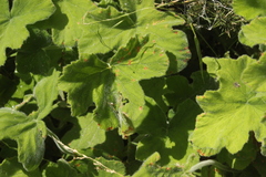 Pelargonium tomentosum