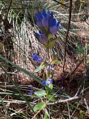 Gentiana spathacea