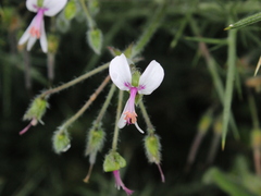Pelargonium tomentosum