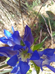 Gentiana spathacea