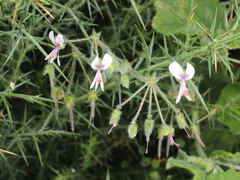 Pelargonium tomentosum
