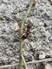Aphaenogaster longiceps