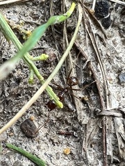 Aphaenogaster longiceps