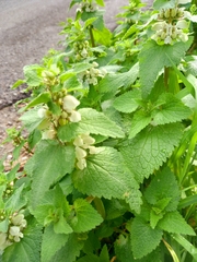 Lamium moschatum