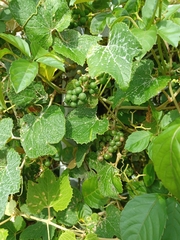 Vitis ficifolia