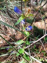 Gentiana spathacea