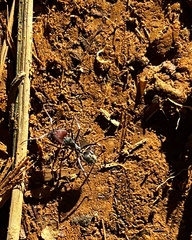 Camponotus singularis
