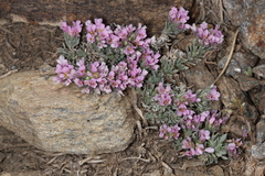 Hormathophylla spinosa