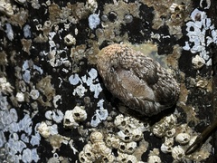 Aeolidia