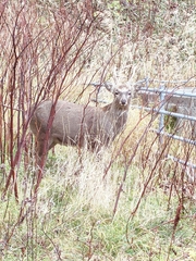 Cervus nippon yesoensis