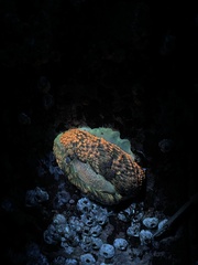 Aeolidia