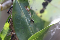 Polyrhachis australis