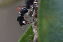 Polyrhachis australis