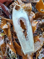 Scyliorhinus stellaris