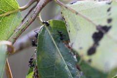 Polyrhachis australis