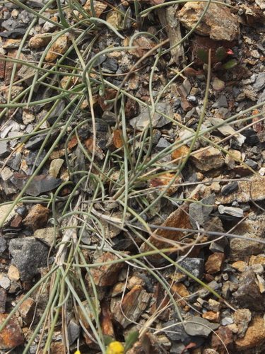 Image of Anthosachne solandri by (c) Joe Dillon, some rights reserved (CC BY)