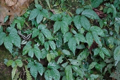 Elatostema cyrtandrifolium
