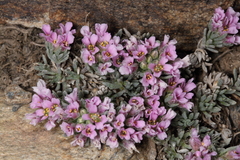 Hormathophylla spinosa