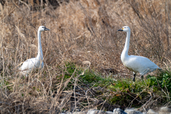 Cygnus columbianus columbianus