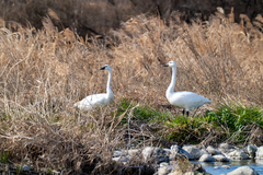 Cygnus columbianus columbianus
