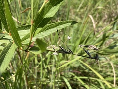 Hemiempusa capensis