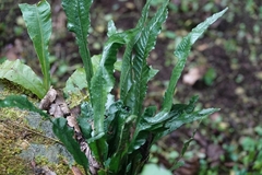 Leptochilus wrightii
