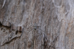 Argiope ocyaloides