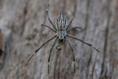 Argiope ocyaloides