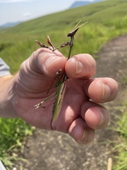 Hemiempusa capensis