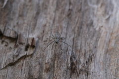 Argiope ocyaloides