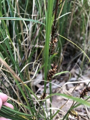 Carex bichenoviana