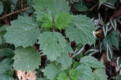 Urtica thunbergiana